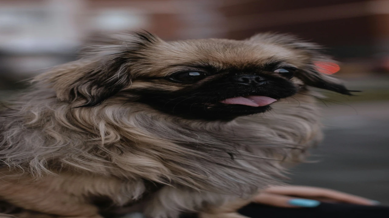 California’da “Dünyanın En Çirkin Köpeği” Belli Oldu: Petunia Taçlandı