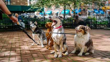 Demans Hastası Kadına 24 Köpek Saldırdı: 76 Yaşındaki Kadın Hayatını Kaybetti