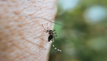 Los Angeles’ta Bu Yıl İlk Kez West Nile Virüsü Pozitif Sivrisinek Tespit Edildi