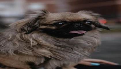 California’da “Dünyanın En Çirkin Köpeği” Belli Oldu: Petunia Taçlandı